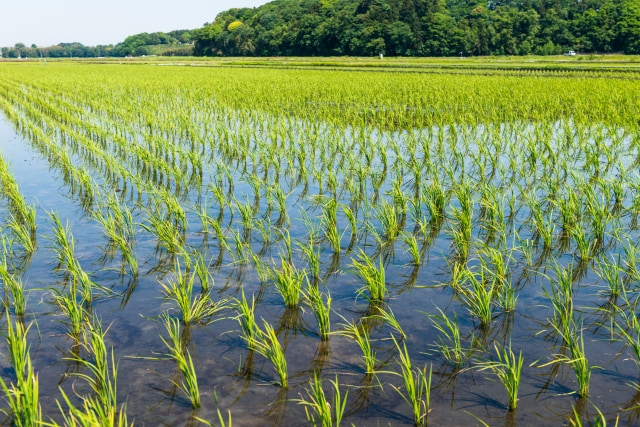 お米の種まきから収穫まで｜食卓に届くまでのお米の作り方