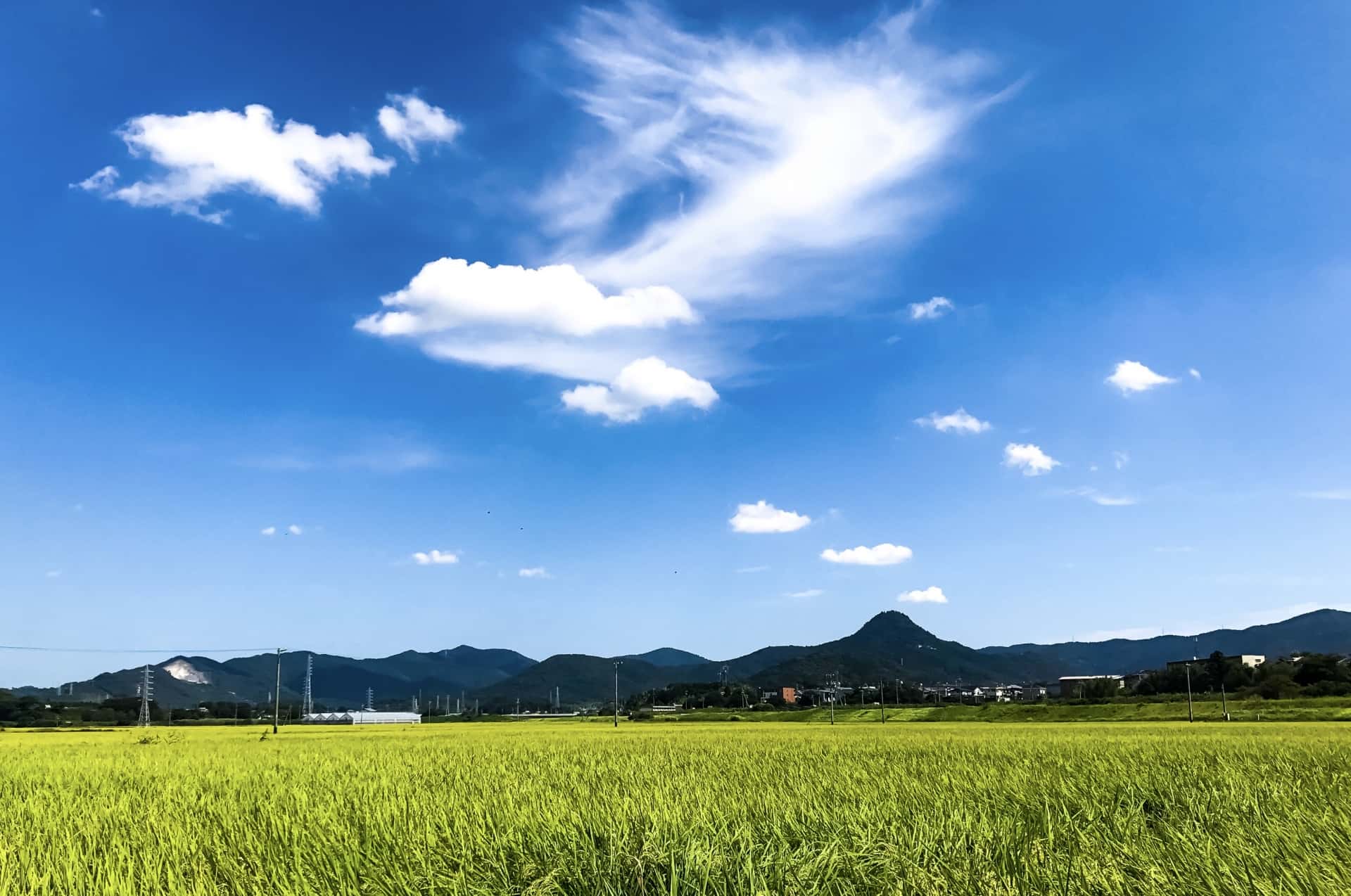 岐阜のお米にはどのような特徴があるのか