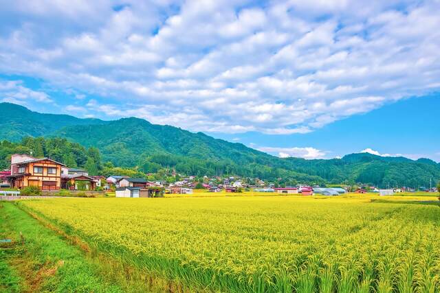 【岐阜県産】お米の特徴と種類別の魅力