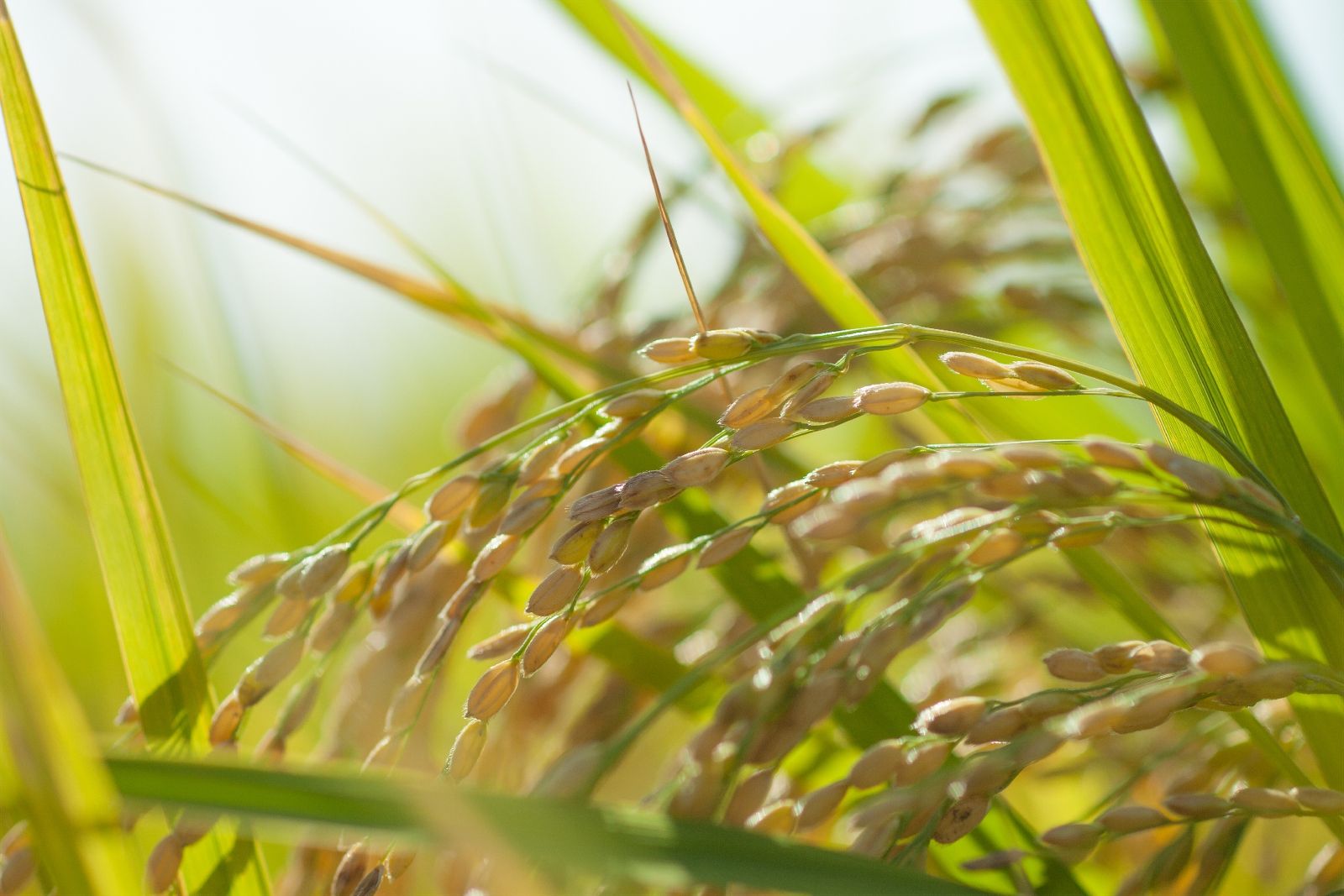自然の恵みを受けて育つ稲