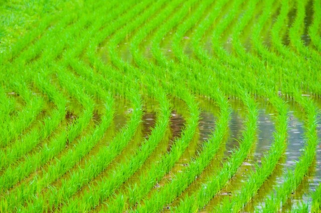 綺麗に田植えされた田んぼ