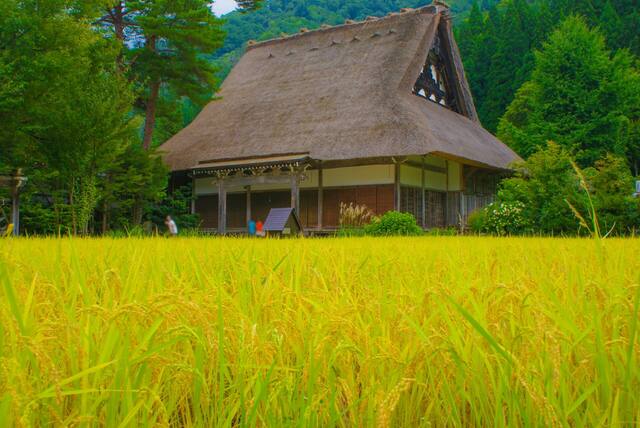 岐阜県産コシヒカリの特徴とは？魚沼産・会津産と比較！